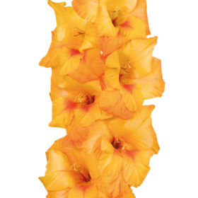 Copper Queen® Gladiolus Bulbs x10