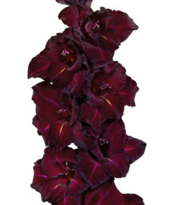 Espresso® Gladiolus