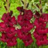 Espresso® Gladiolus