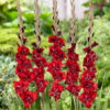 Flevo Flash Gladiolus