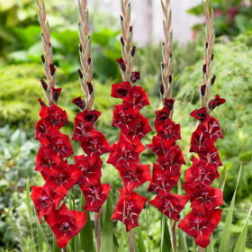 Flevo Flash Gladiolus Bulbs x10