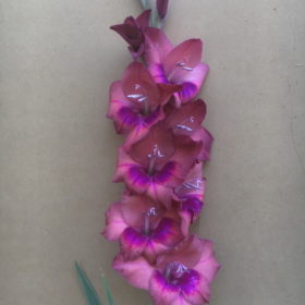 Flevo Frizzle Gladiolus Bulbs x10