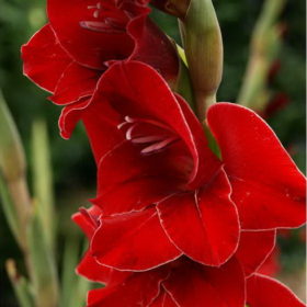 Flevo Junior Gladiolus Bulbs x10