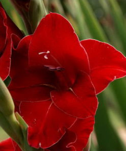 Flevo Junior Gladiolus