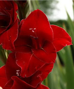 Flevo Junior Gladiolus