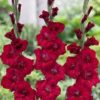 Flevo Shine® Gladiolus