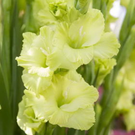 Green Star® Gladiolus Bulbs x10