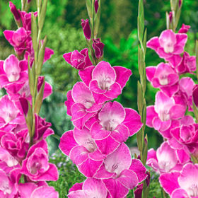 Invitatie® Gladiolus Bulbs x10