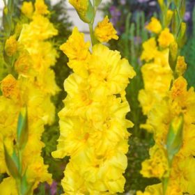 Lemon Drop® Gladiolus Bulbs x10