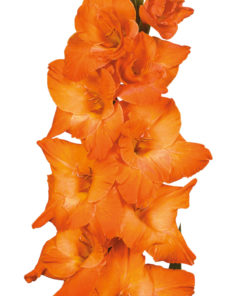 Live Oak® Gladiolus