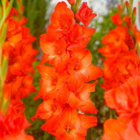Live Oak® Gladiolus Bulbs x10