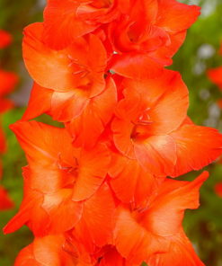 Live Oak® Gladiolus
