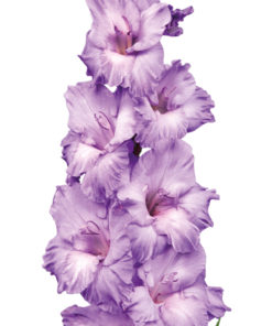 Milka® Gladiolus