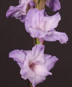 Milka® Gladiolus
