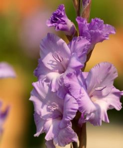 Milka® Gladiolus