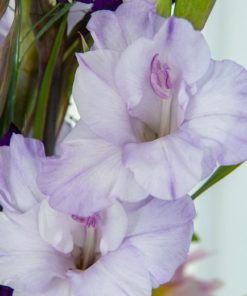 Milka® Gladiolus