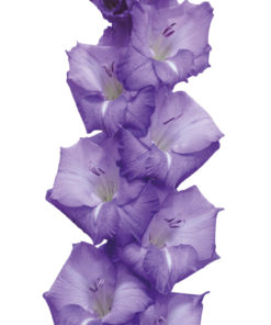 Mojito® Gladiolus