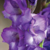 Mojito® Gladiolus