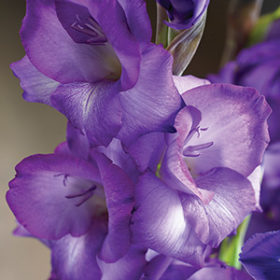 Mojito® Gladiolus Bulbs x10