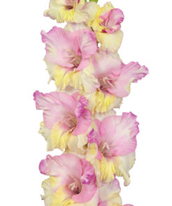 Mon Amour® Gladiolus
