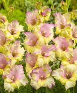 Mon Amour® Gladiolus