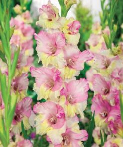 Mon Amour® Gladiolus