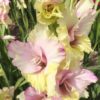 Mon Amour® Gladiolus