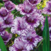 Passos® Gladiolus