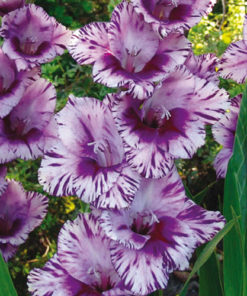 Passos® Gladiolus