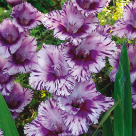 Passos® Gladiolus Bulbs x10