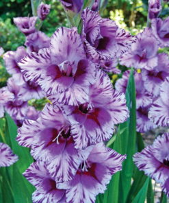 Passos® Gladiolus