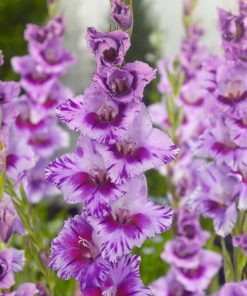 Passos® Gladiolus