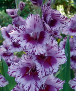 Passos® Gladiolus