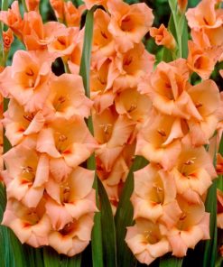 Peter Pears Gladiolus