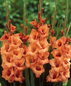 Peter Pears Gladiolus