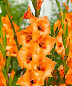 Peter Pears Gladiolus