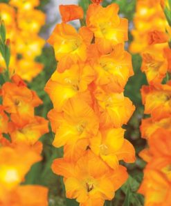 Peter Pears Gladiolus
