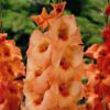 Peter Pears Gladiolus