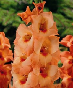 Peter Pears Gladiolus