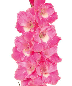 Pink Parrot® Gladiolus