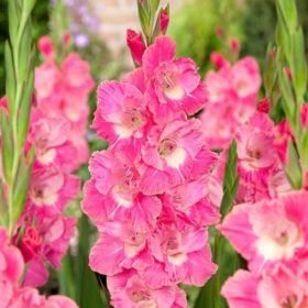 Pink Parrot® Gladiolus Bulbs x10