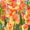 Princess Margareth Rose Gladiolus