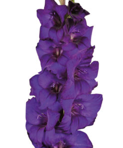 Purple Flora® Gladiolus