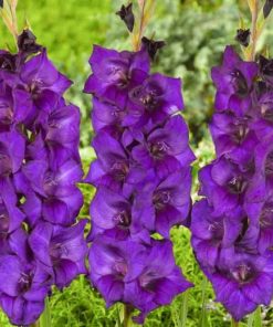 Purple Flora® Gladiolus