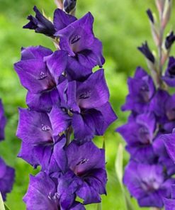 Purple Flora® Gladiolus