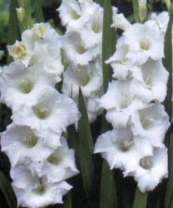 White Friendship Gladiolus