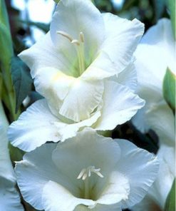 White Friendship Gladiolus