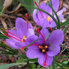 Crocus Sativus - Saffron Bulbs (زعفران) 5 bulbs
