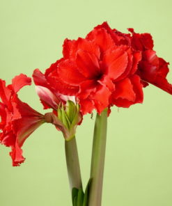 Amarantia Amaryllis