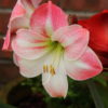 Apple Blossom Amaryllis